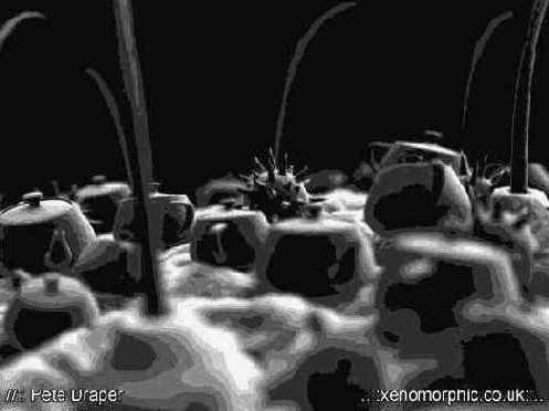     3dsmax5
