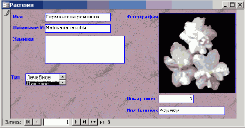   Microsoft Access 2003
