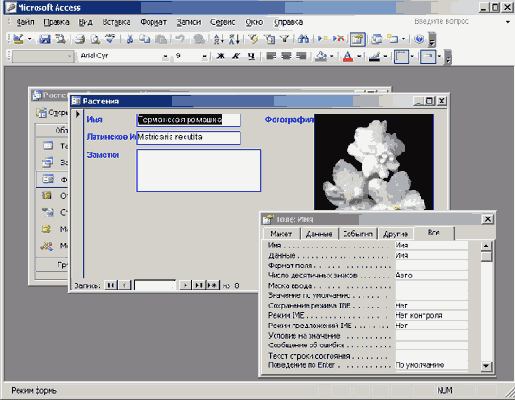   Microsoft Access 2003
