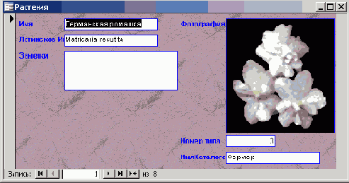   Microsoft Access 2003
