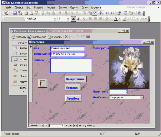   Microsoft Access 2003
